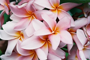 Singapore Botanic Garden